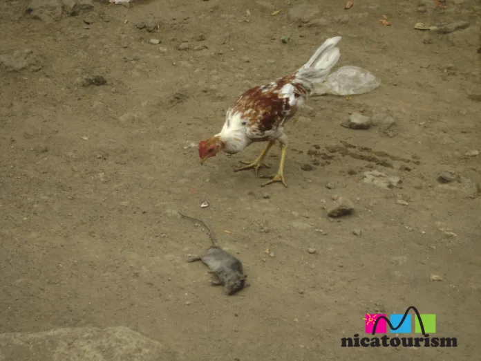 A young rooster nibbling on a dead rat