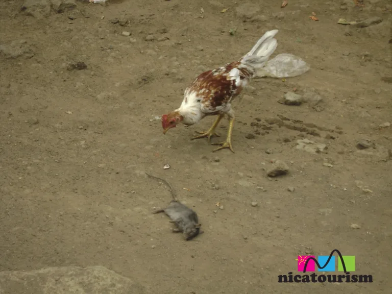 A young rooster nibbling on a dead rat