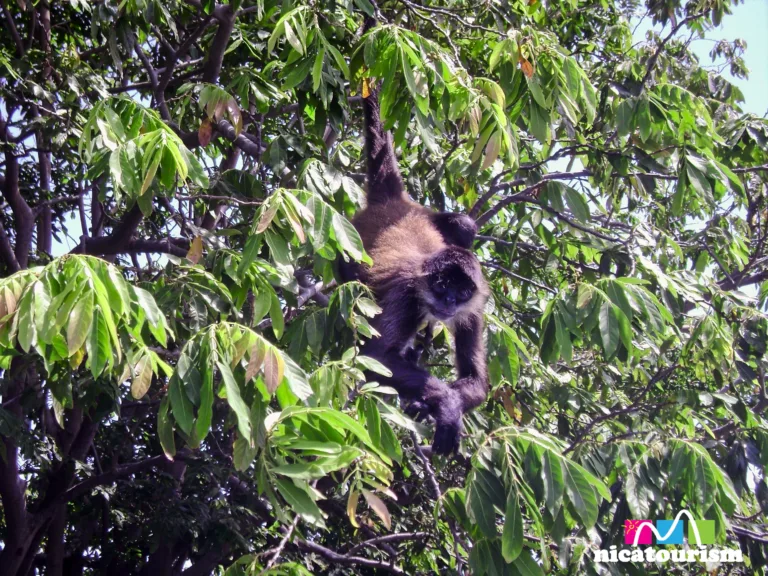 Monos en el Lago de Nicaragua