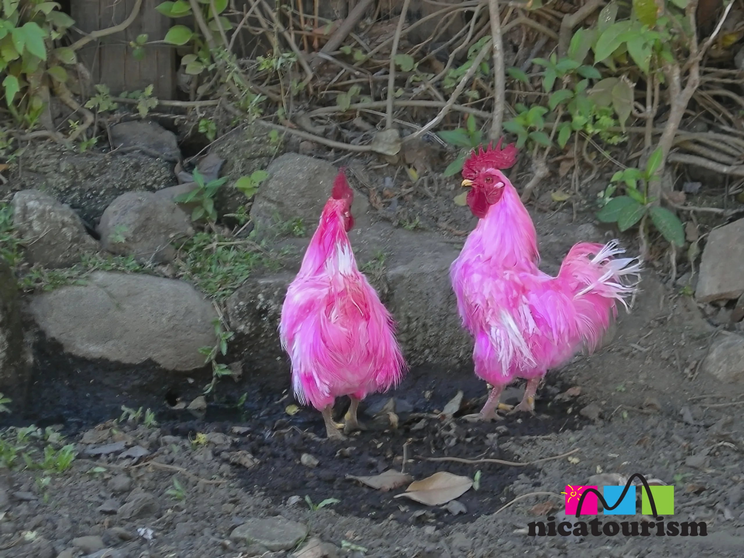 Hot pink chickens