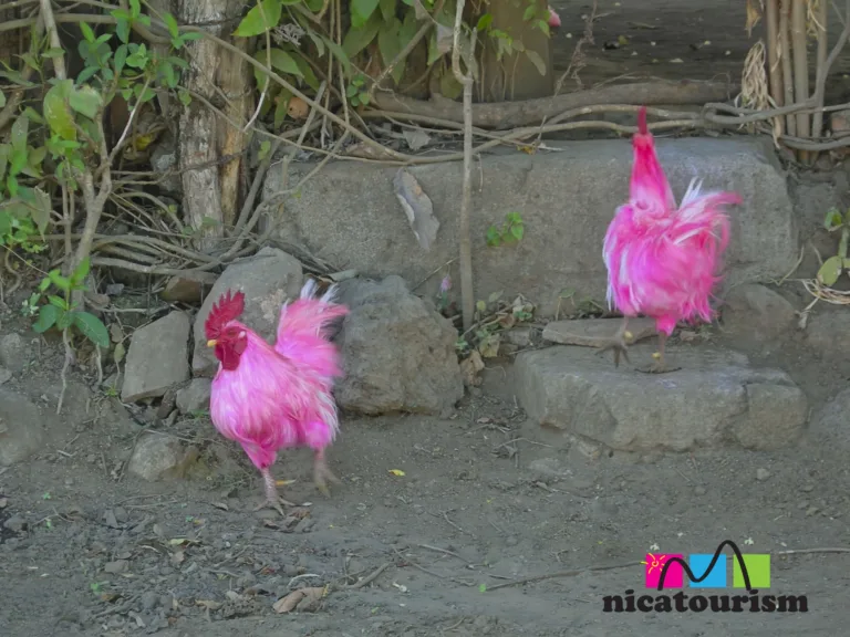 Pink chickens (pollos rosados)