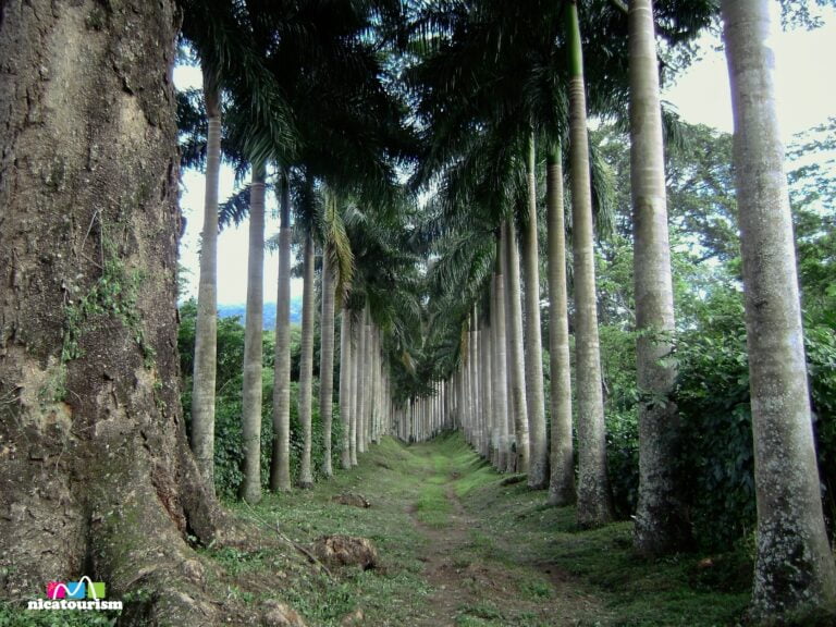 Entrance to a cloud forest coffee plantation