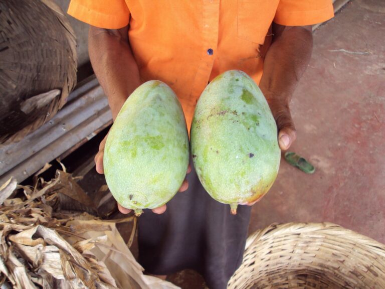 Look at these 2 huge mangos!!!