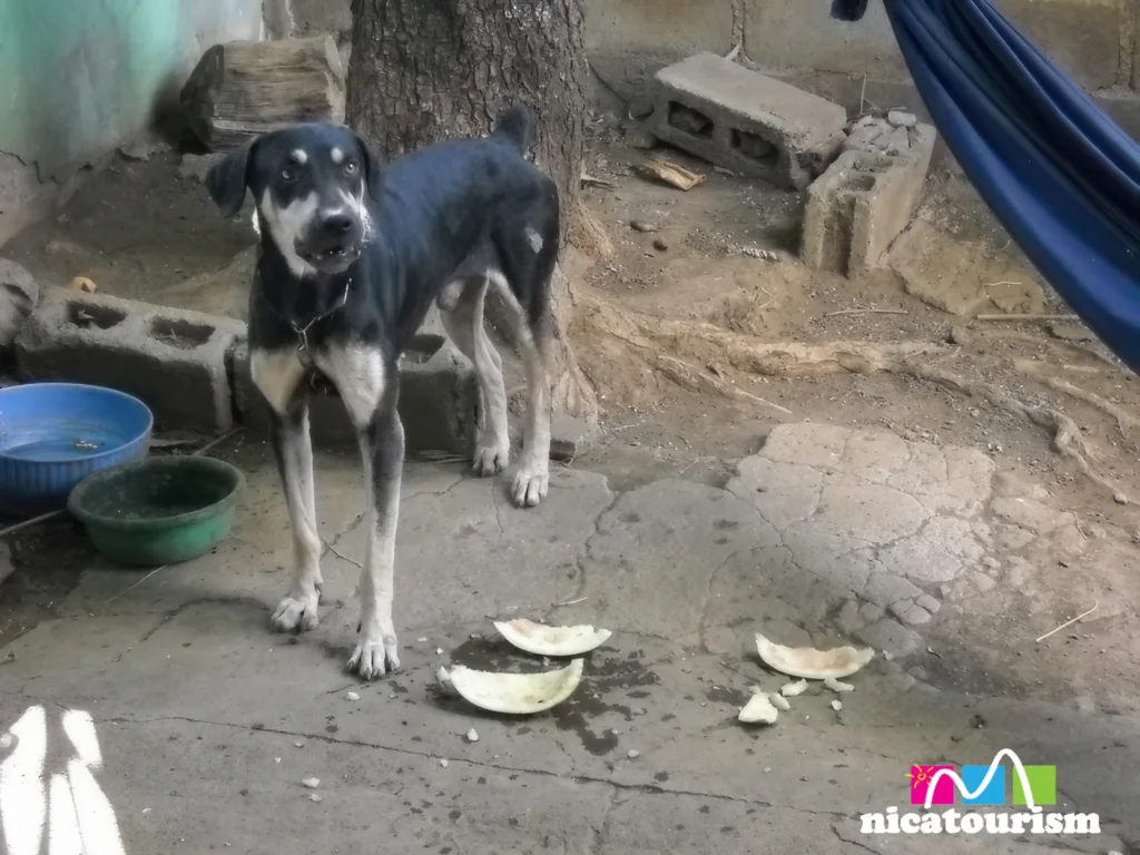 A dog named Pluto has finished his watermelon.