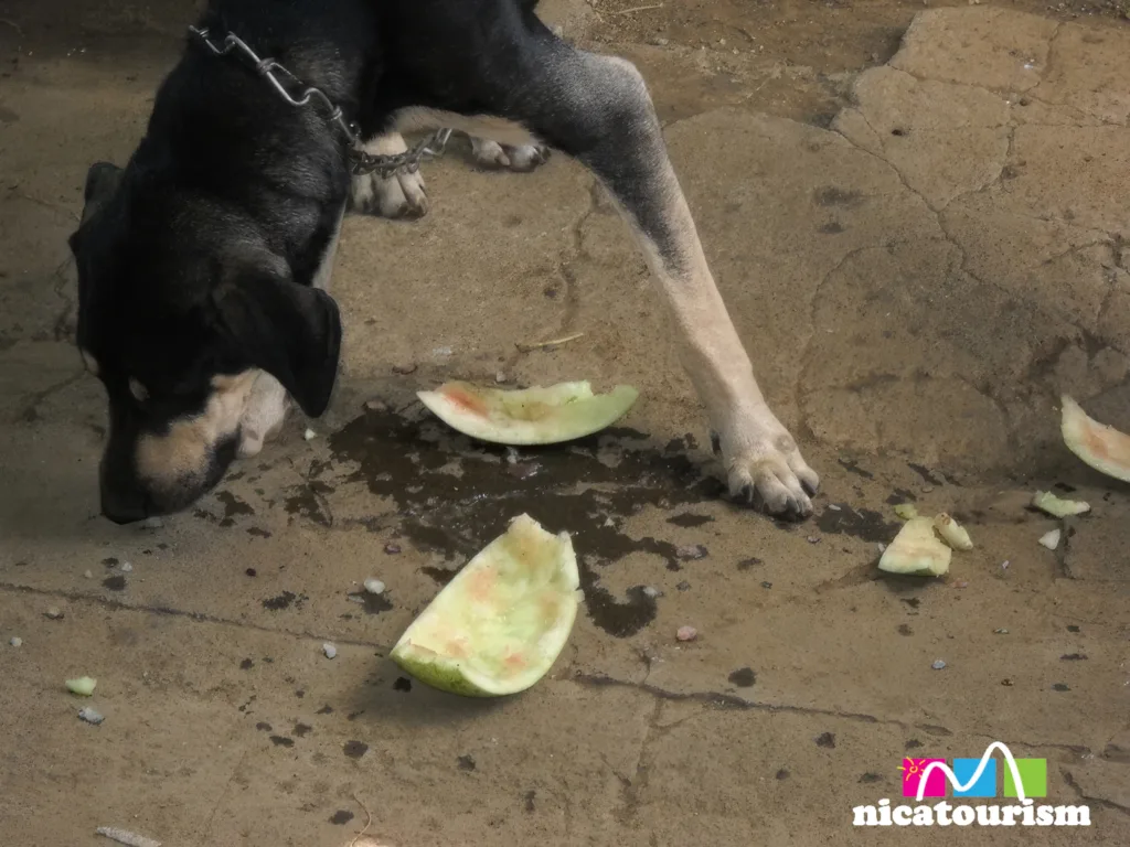 A dog that likes to eat watermelon