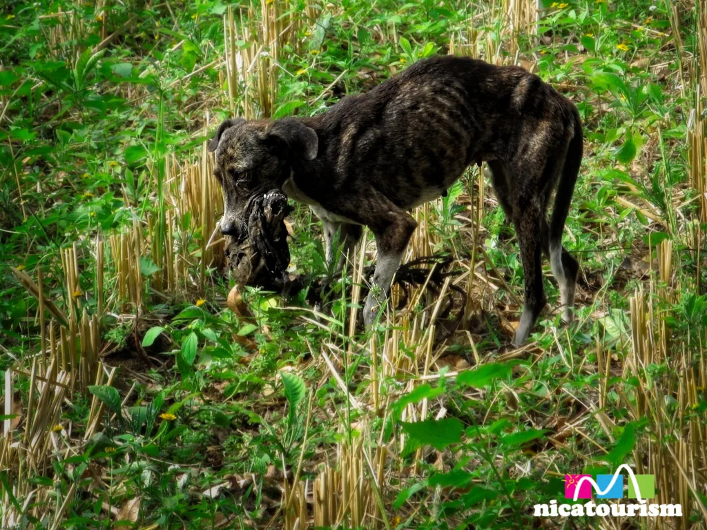 A dog eating the remnants of another dog