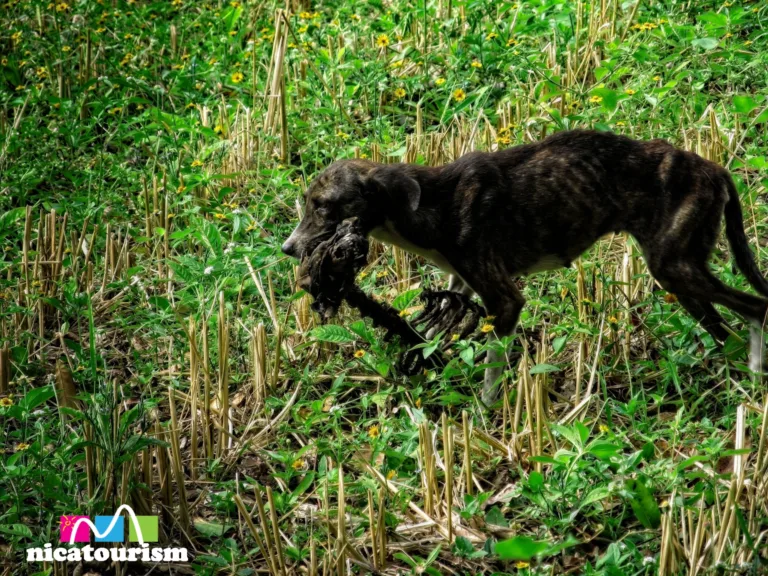 Dog eating other dog