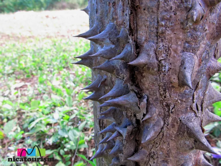 1 impressive Pochote tree