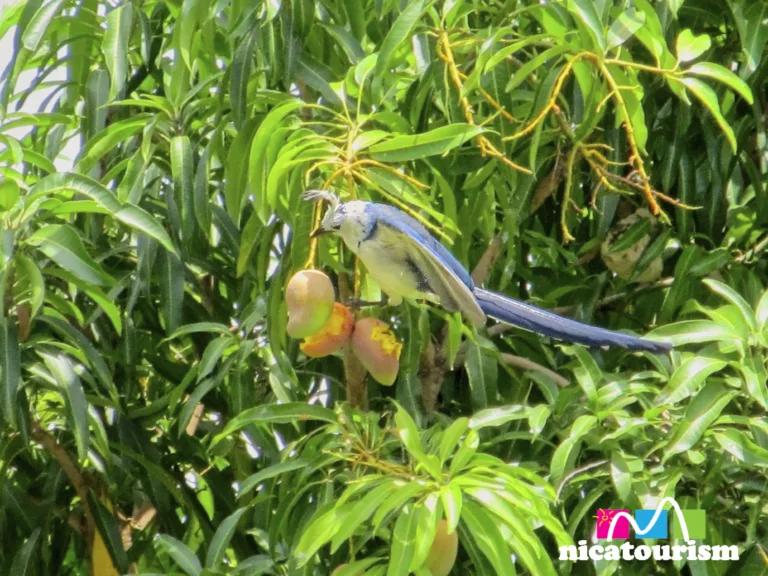 Urraca comiendo mangos en Ometepe, Nicaragua