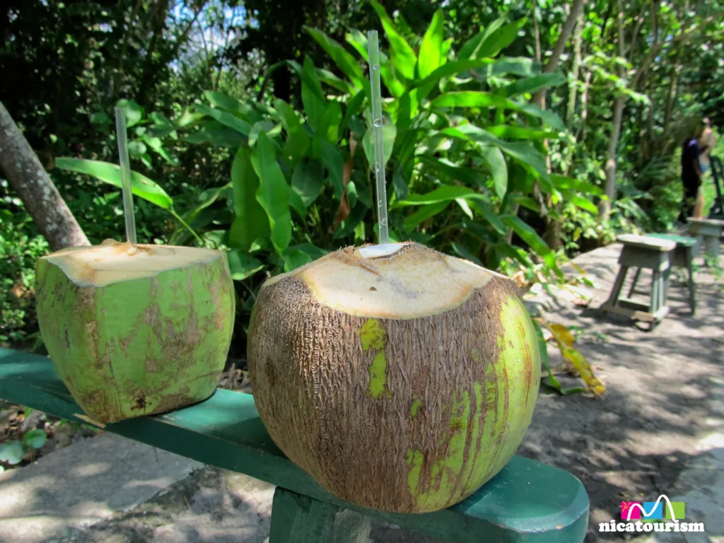 Coconuts with straws to drink the water