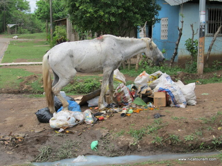 One man’s garbage…is another horse’s meal