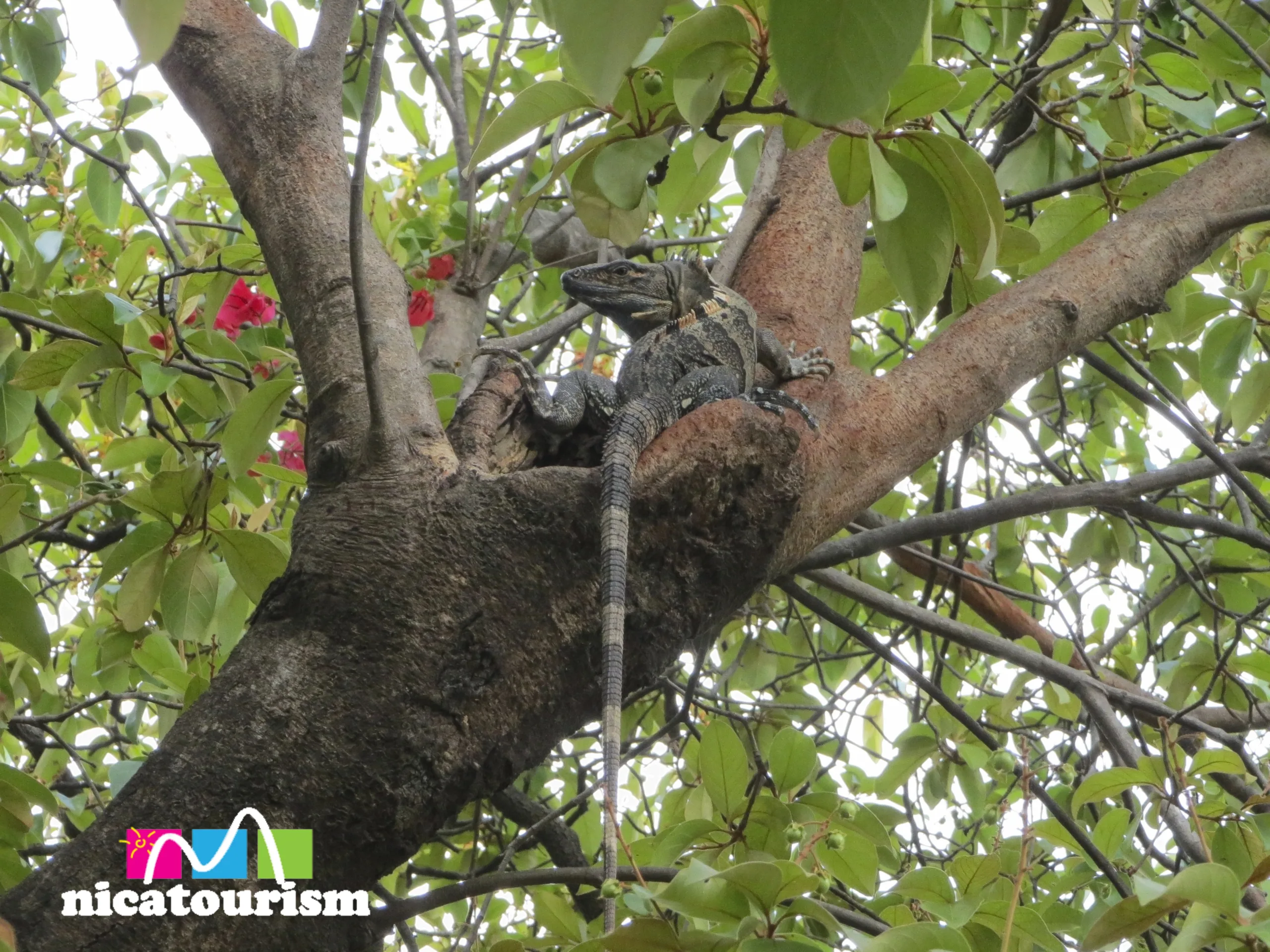 Same reptile in a tree in Nicaragua