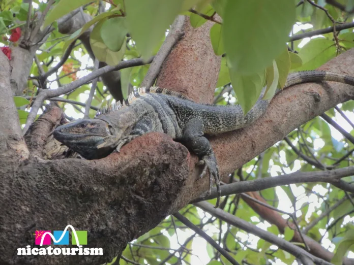 Garrobo in a tree in Managua, Nicaragua