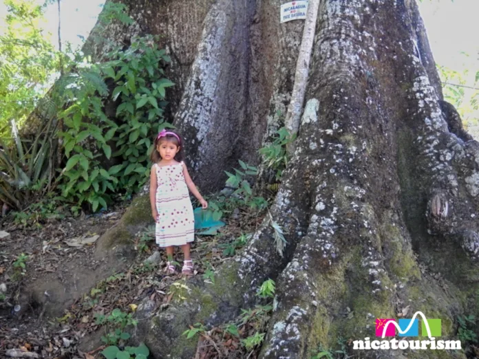 Una niña pequeña al lado de un arbol grande