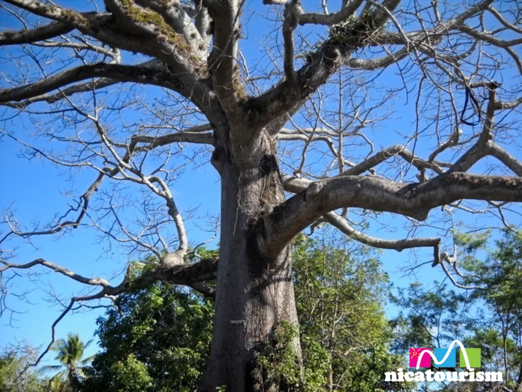 A big ceiba tree in Nicaragua