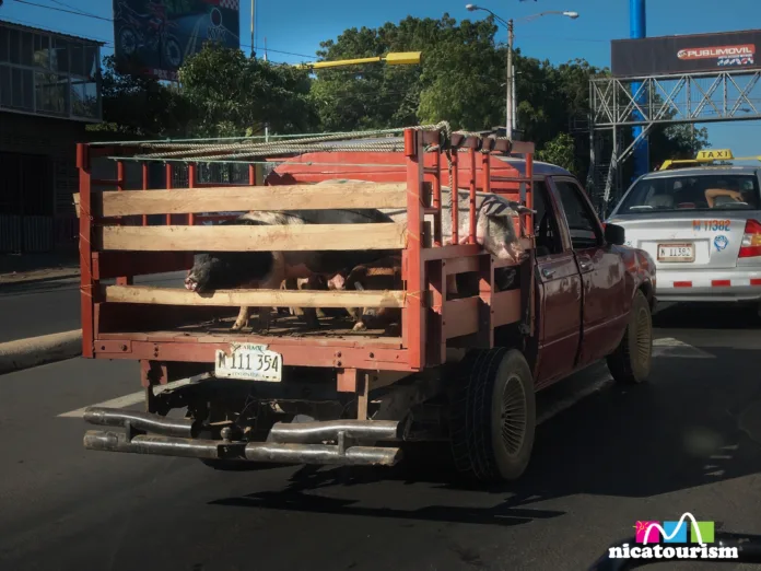 Pigs in Managua Pigs going to market in Managua