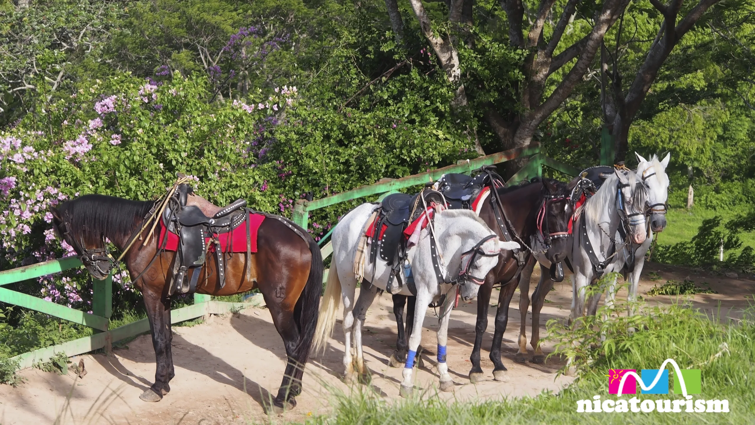 Horses at the Mirador in Catarina