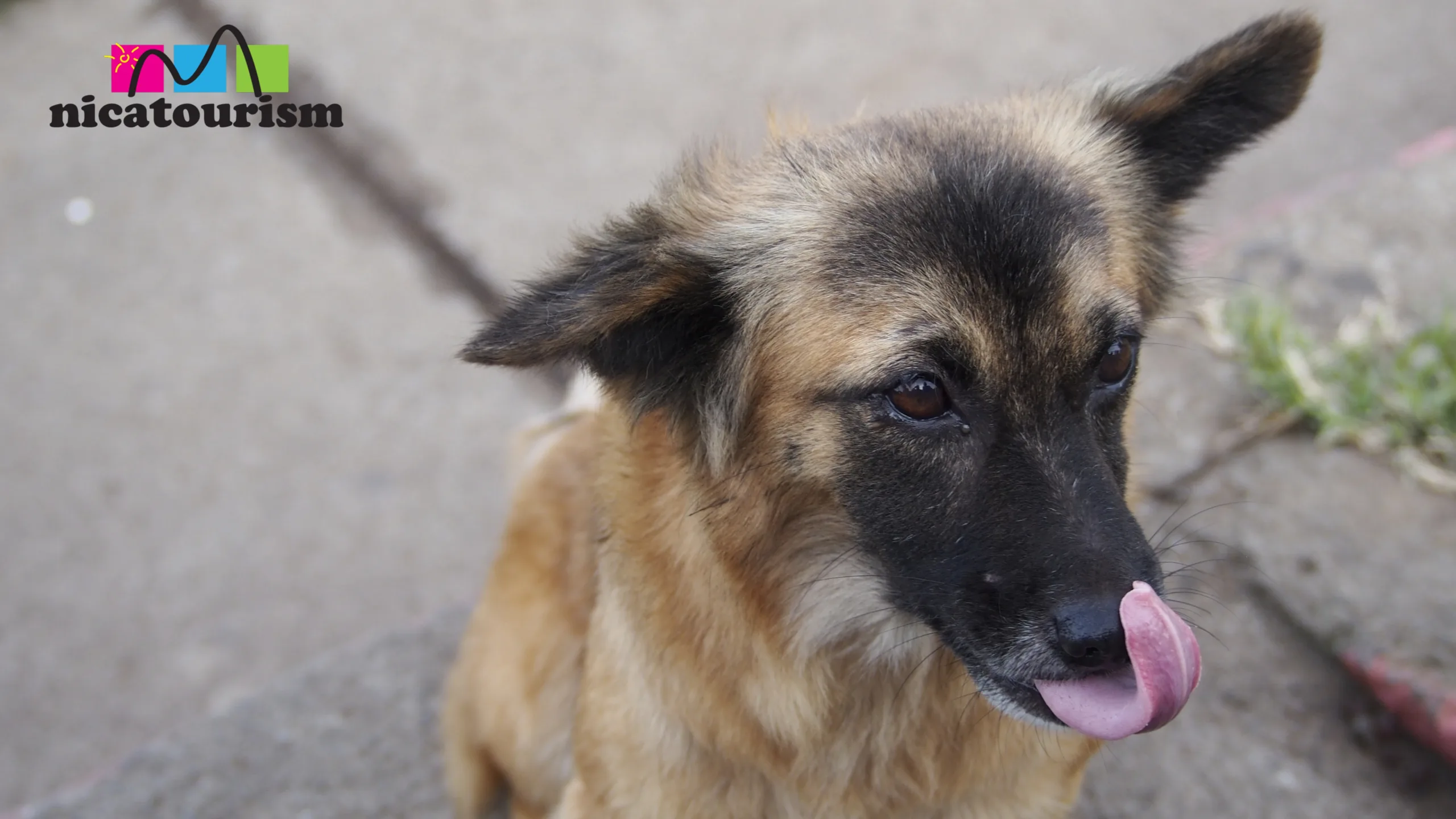 Hungry dog at Mirador de Catarina