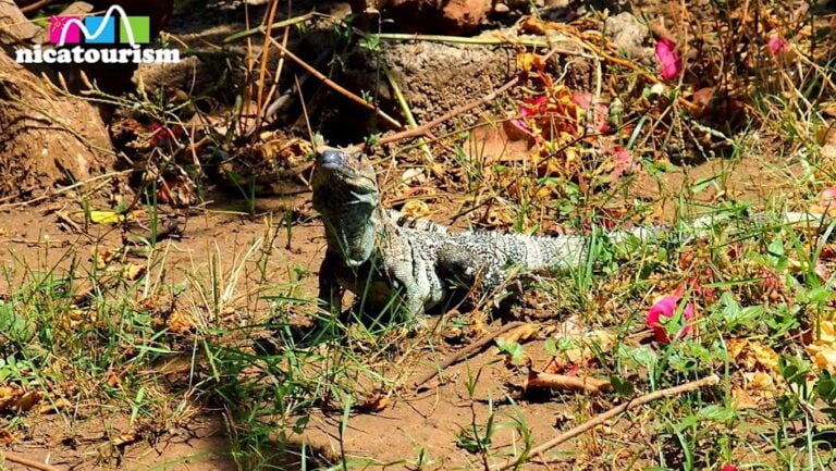 Nicaraguan iguana (garrobo)