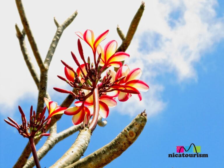 Nicaragua’s beautiful flowers