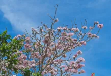 1 beautiful Panama oak tree Panama Oak