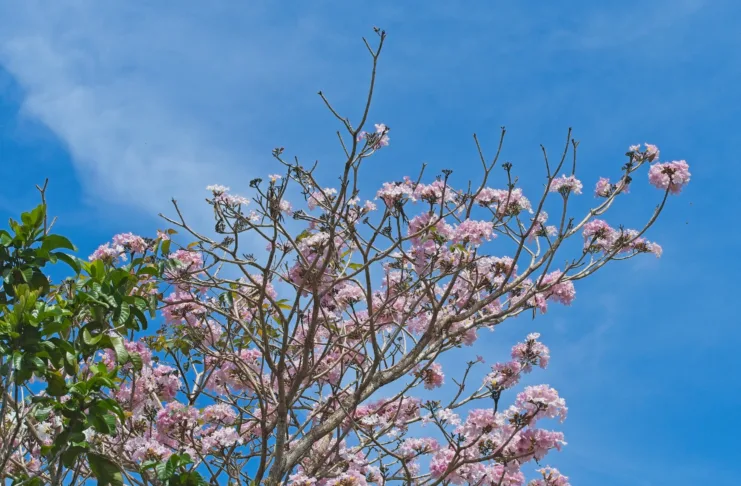 Panama Oak
