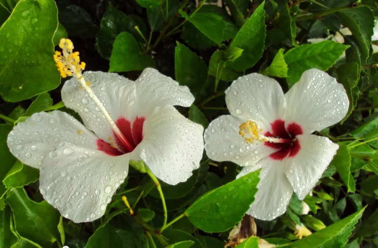 Hibiscus flower - Flor de Avispa