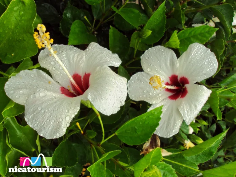 Hibiscus flower - Flor de Avispa