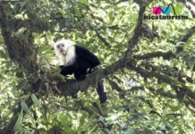 Mombacho – a beautiful home to many types of monkeys Part of a monkey clan in Mombacho, Nicaragua