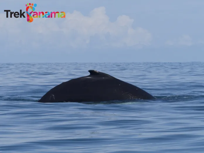 _9110040 1 A whale watching trip in Panama