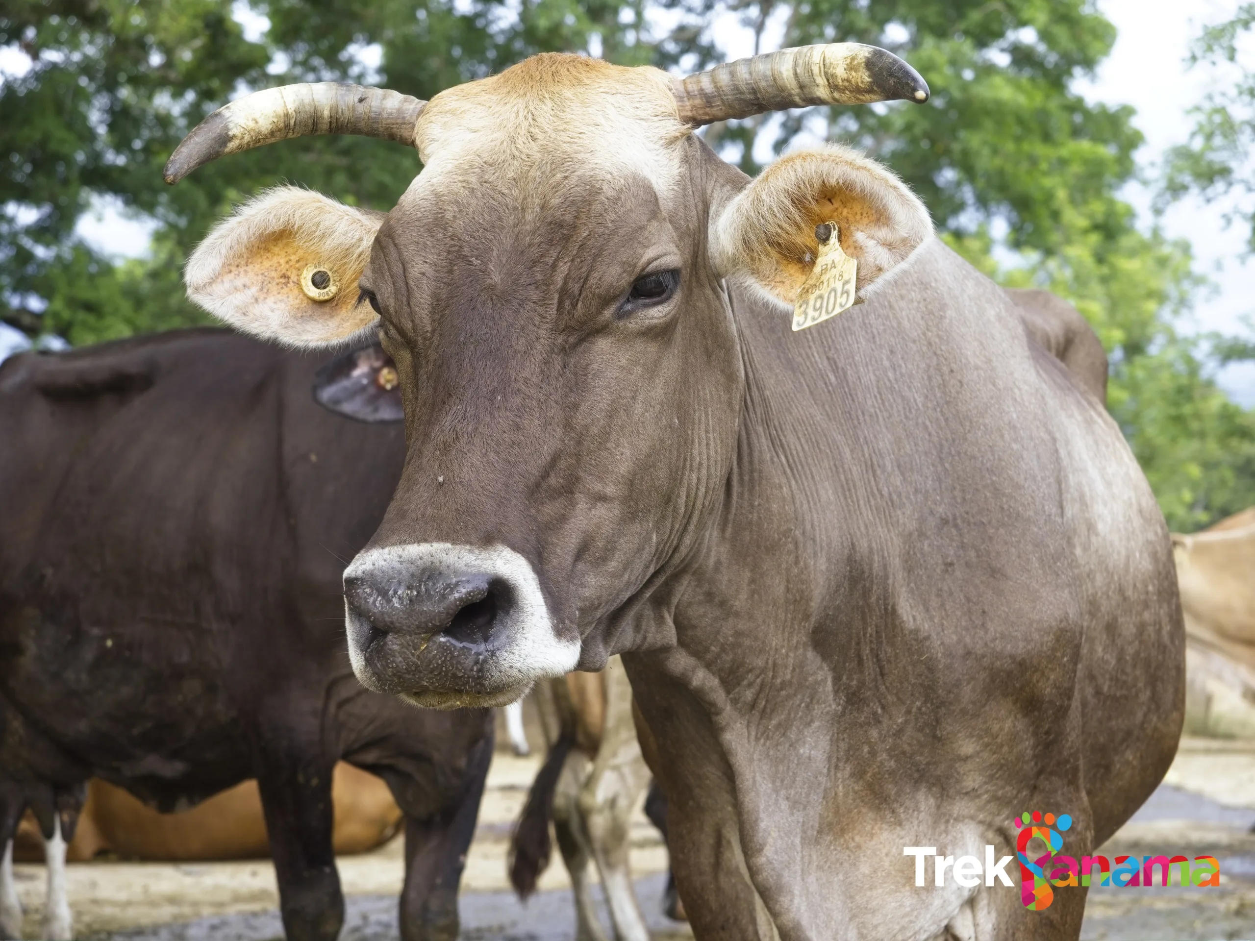 Cows in Chiriquí