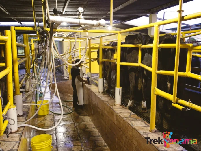 Milking process Dairy production in Divalá, Panama