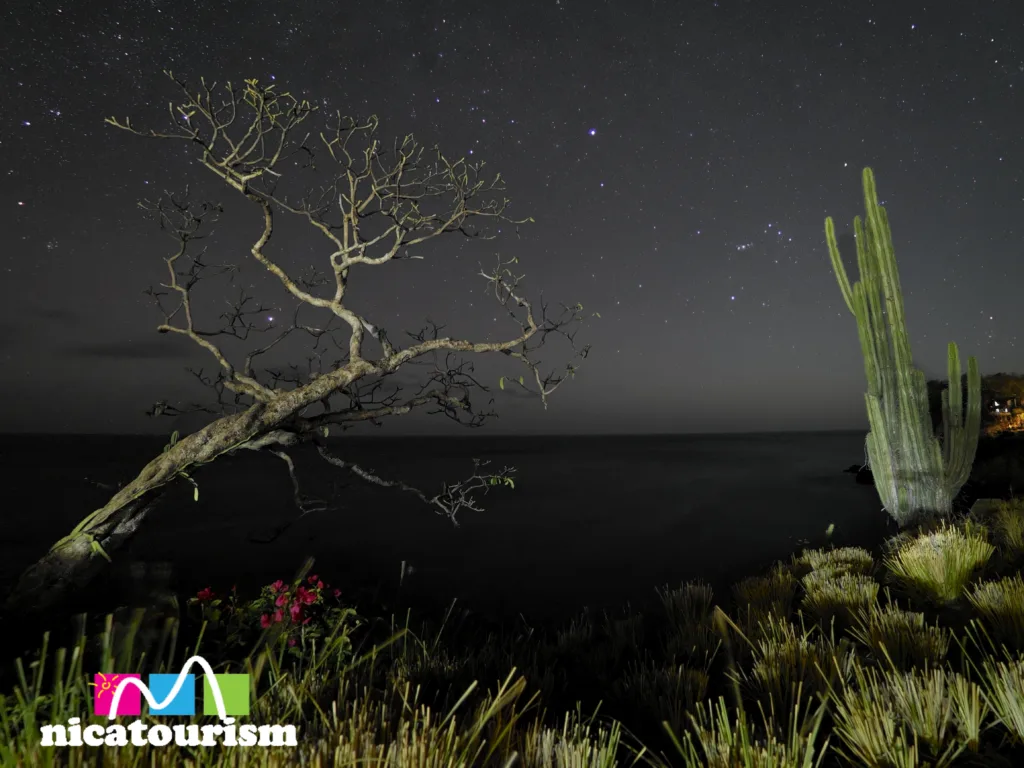 Tree and cactus with a starry sky backdrop