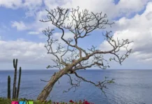 Great House Rentals in Aqua Resort and Redonda Bay, Nicaragua House Rentals in Aqua Resort and Redonda Bay, Nicaragua