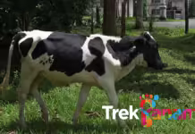A horse and a cow Cow - Lola