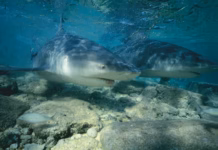 Bull Sharks Have Roamed Lake Nicaragua for Over a Century